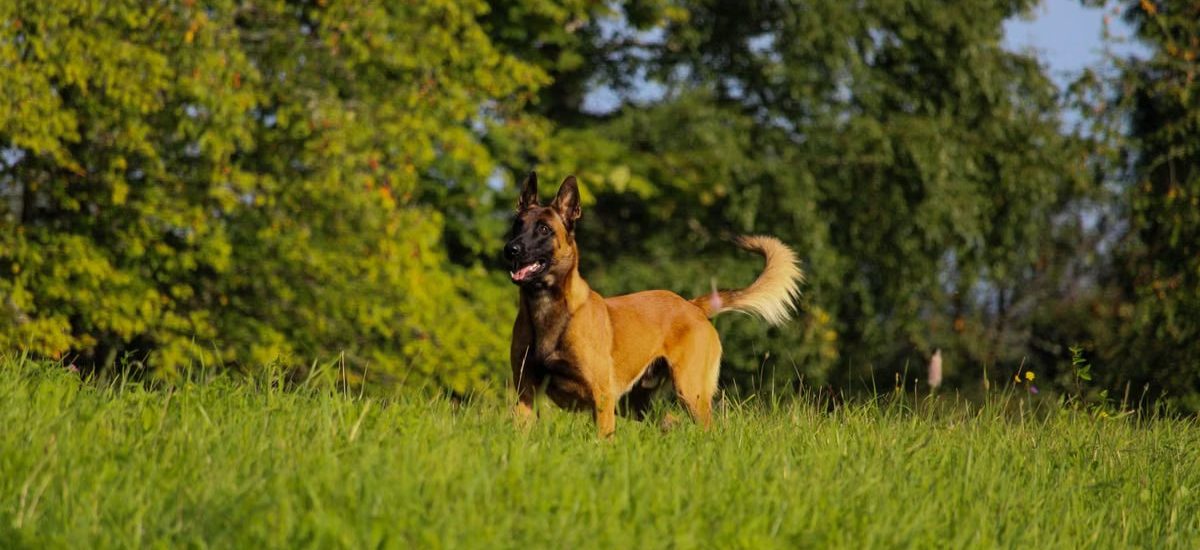 A Belgian Malinois stands alert in a lush green field on a sunny day in Latvia.