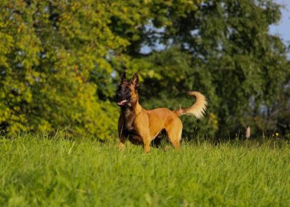 A Belgian Malinois stands alert in a lush green field on a sunny day in Latvia.